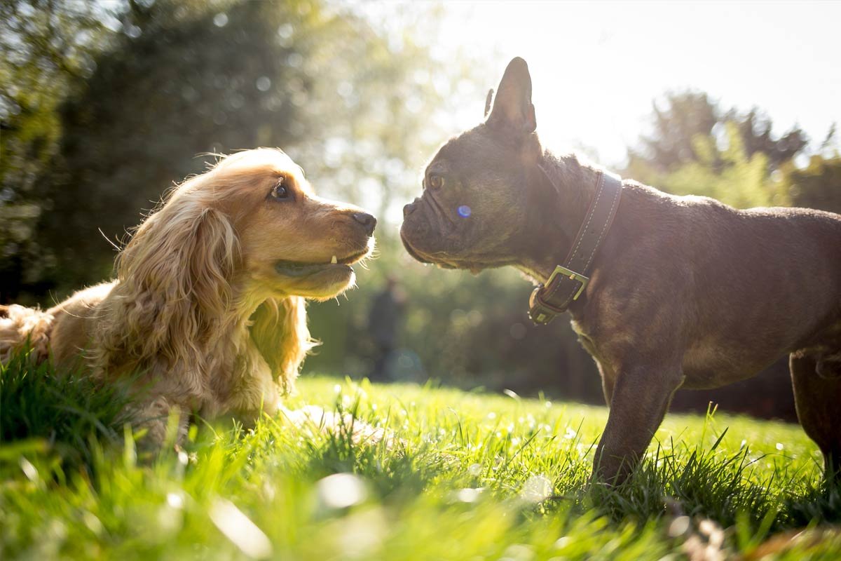 Small dogs interacting outdoors as part of a regular walking routine