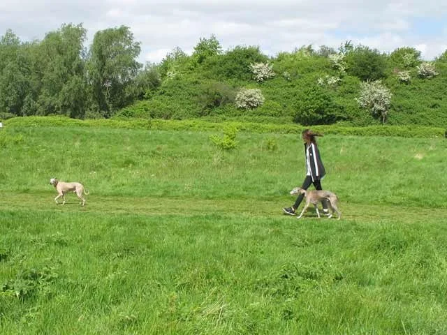 Dog walker crossing the open grass at Wormwood Scrubs