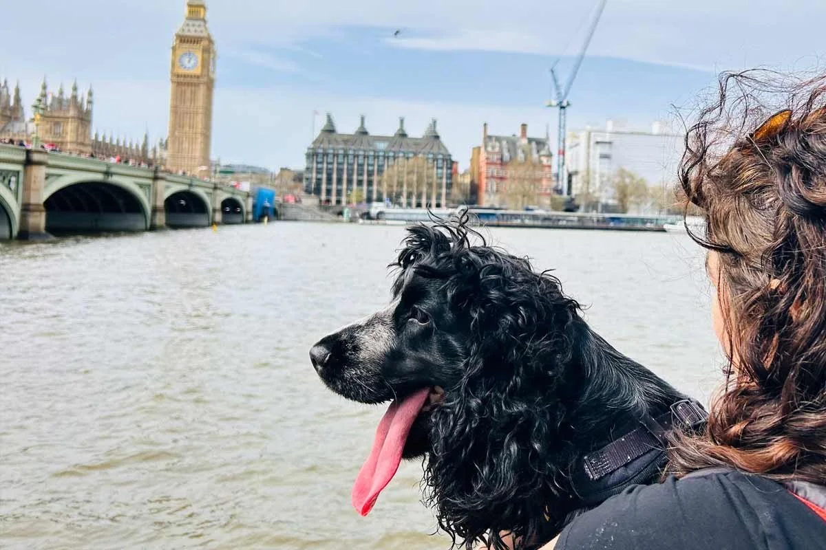 Cocker spaniel dog in London