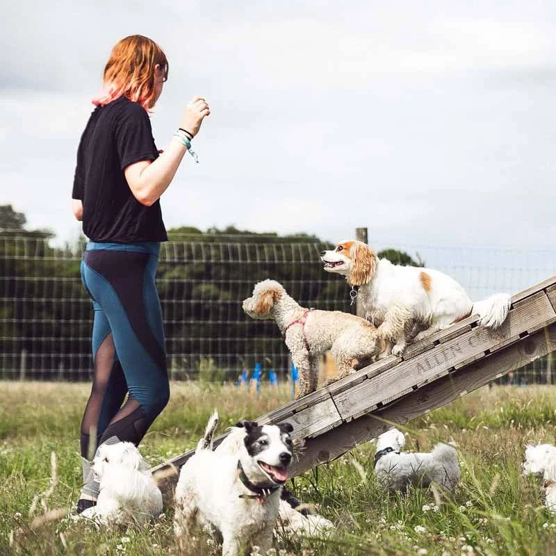 Doggy Day Care Facilities