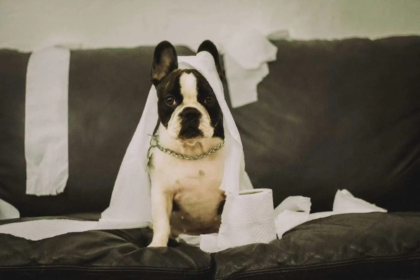 Small dog sitting on a sofa surrounded by torn toilet paper