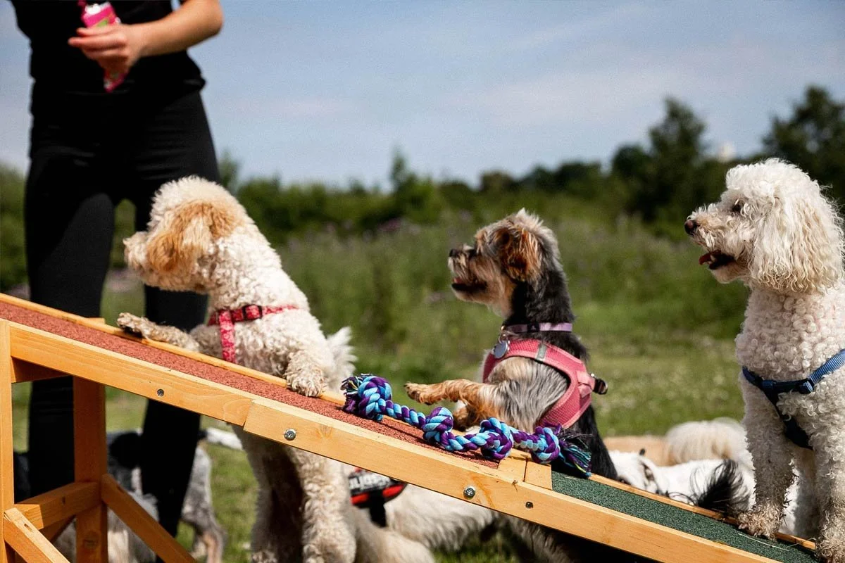 Small dogs taking part in structured play activity at doggy day care