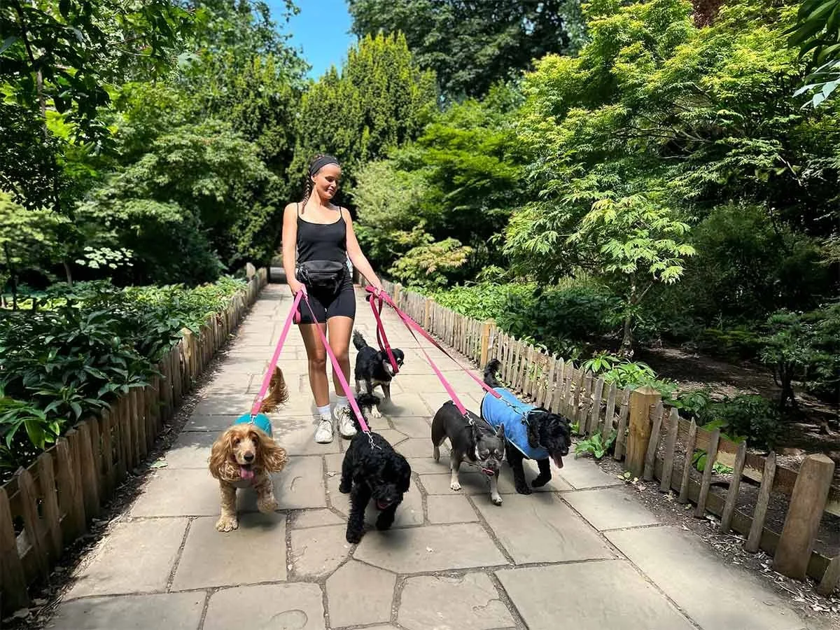 How often should dogs be walked? Small dogs on a dog walk in Holland Park.