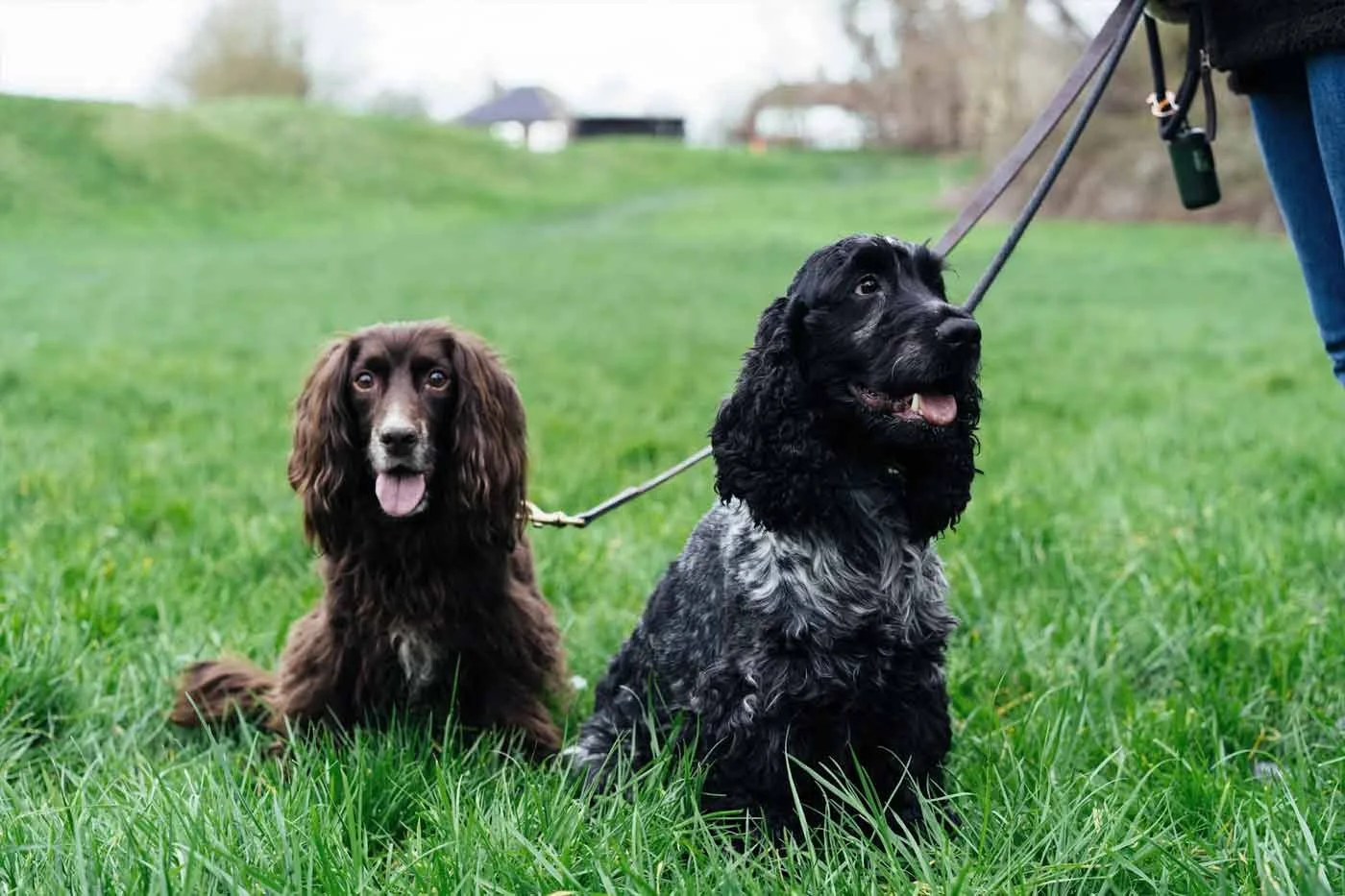 Routine dog walking helping a small dog feel calm and confident during a daily walk