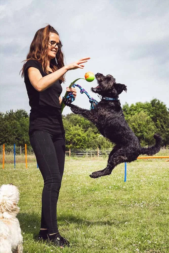 Dog playing an enrichment game with a ball during a walk in a London park