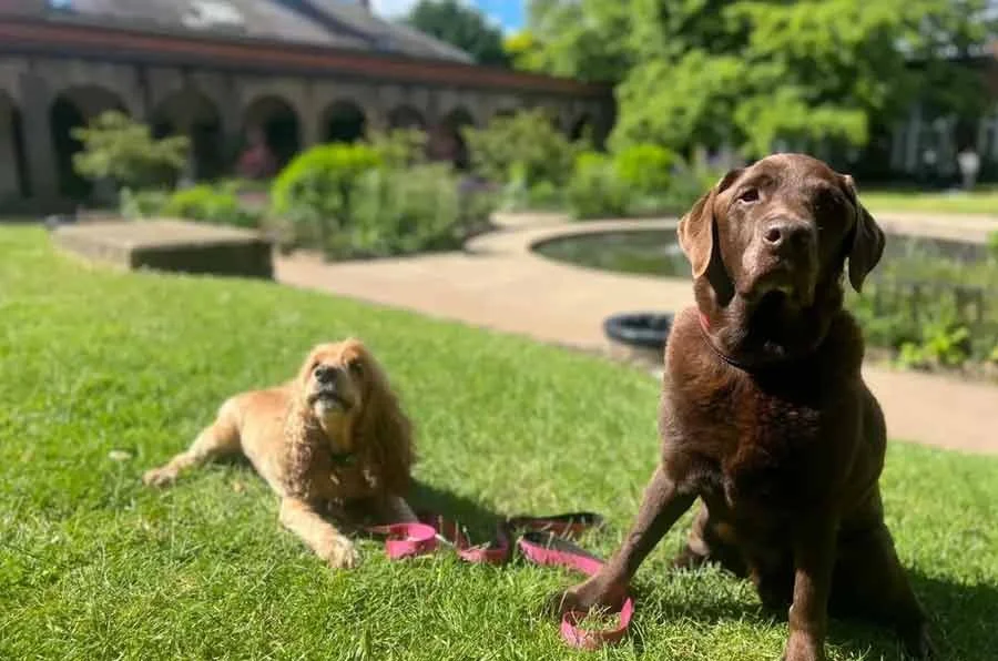 Two dogs relaxing on grass in Holland Park London during a walk