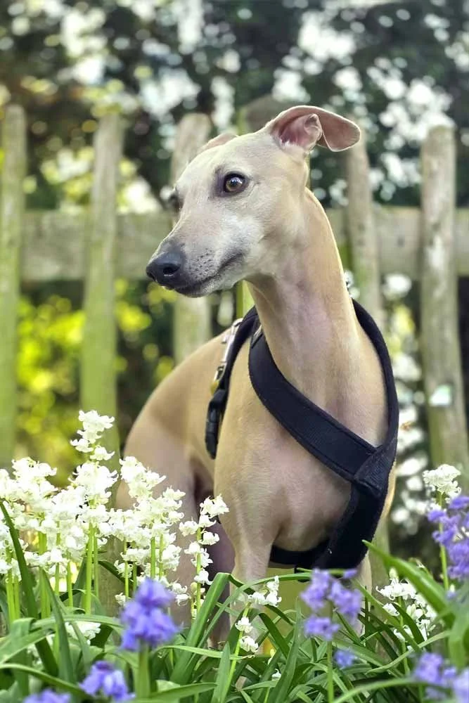 Dog walking through a London park