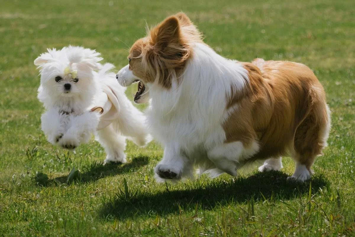Small dogs runnin in London park