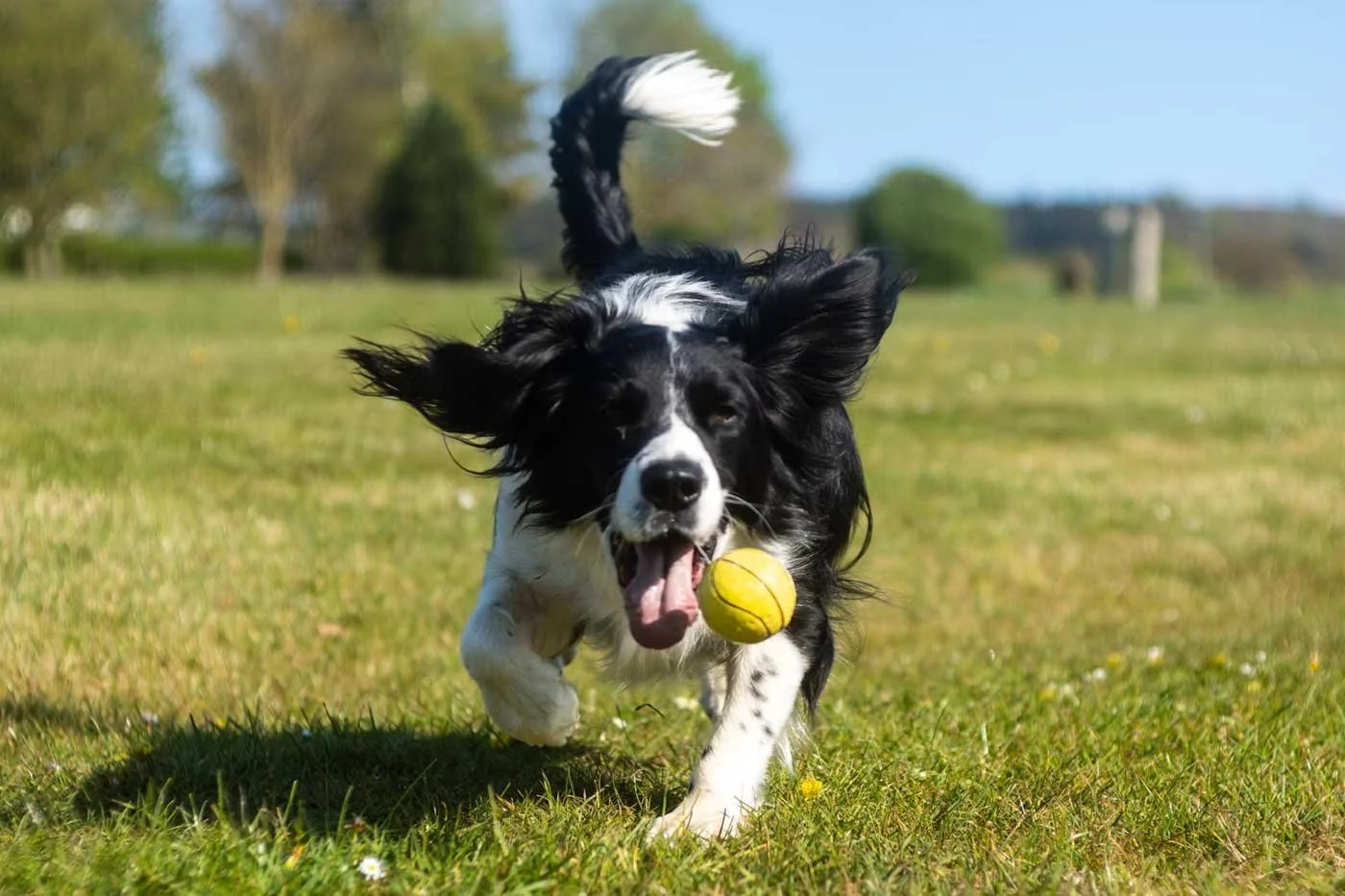dog playing at day care