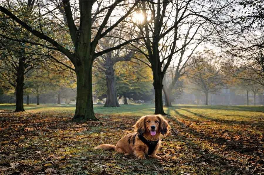 Small dog sitting in Kensington Gardens with morning sunlight through trees