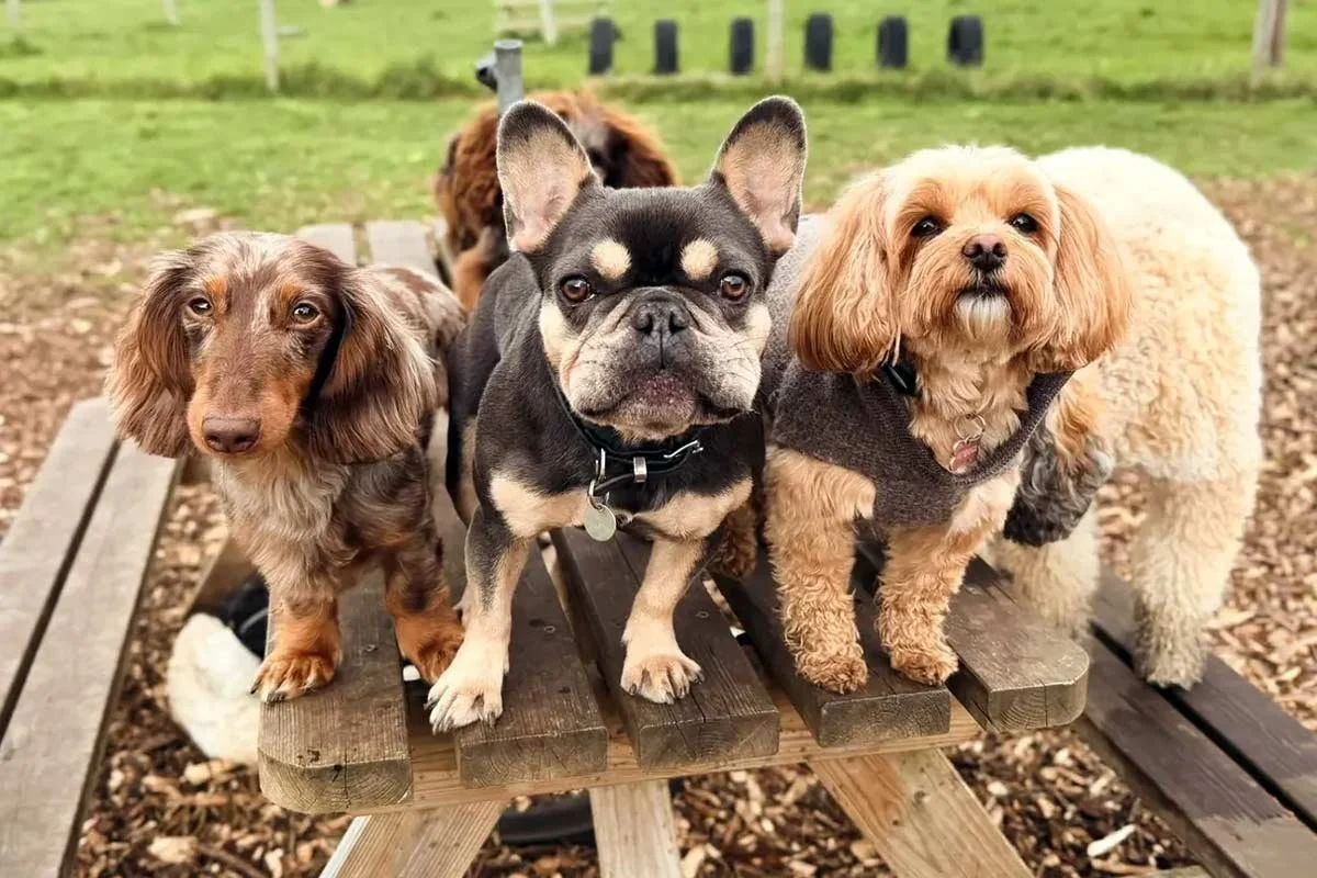Doggy day care for city dogs