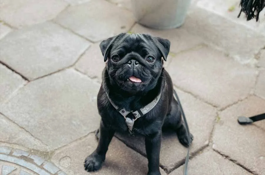 Black pug sitting on a pavement in Kensington looking up at the camera