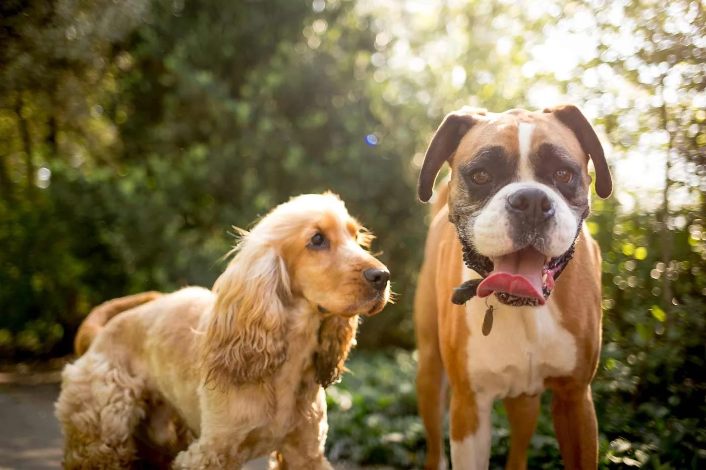 Two dogs enjoying a routine dog walking session in a green park