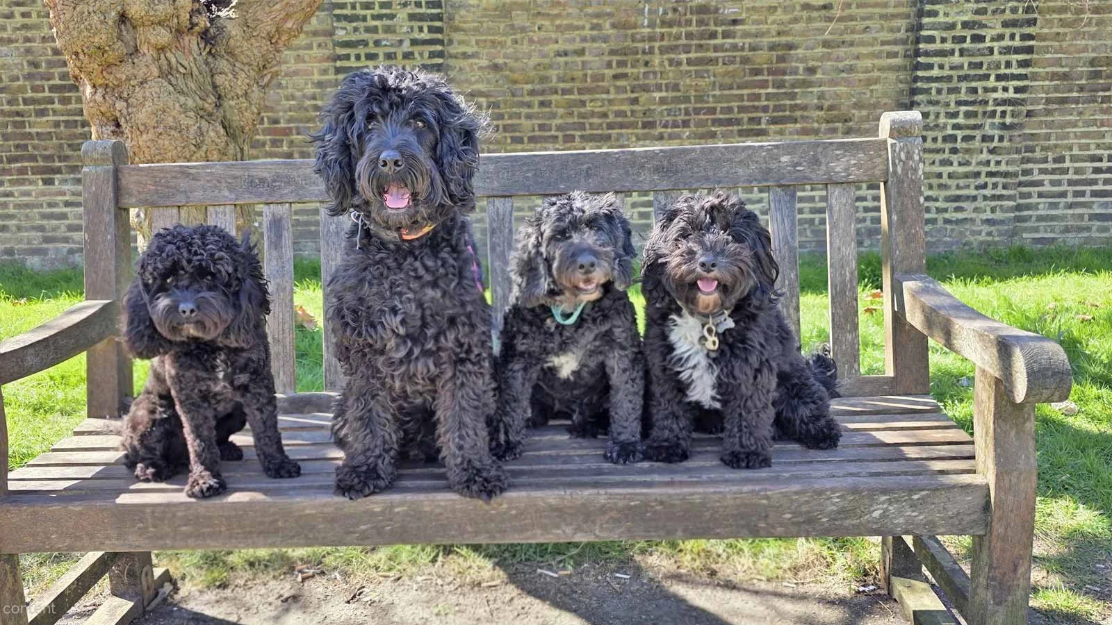 Dog Walking in London