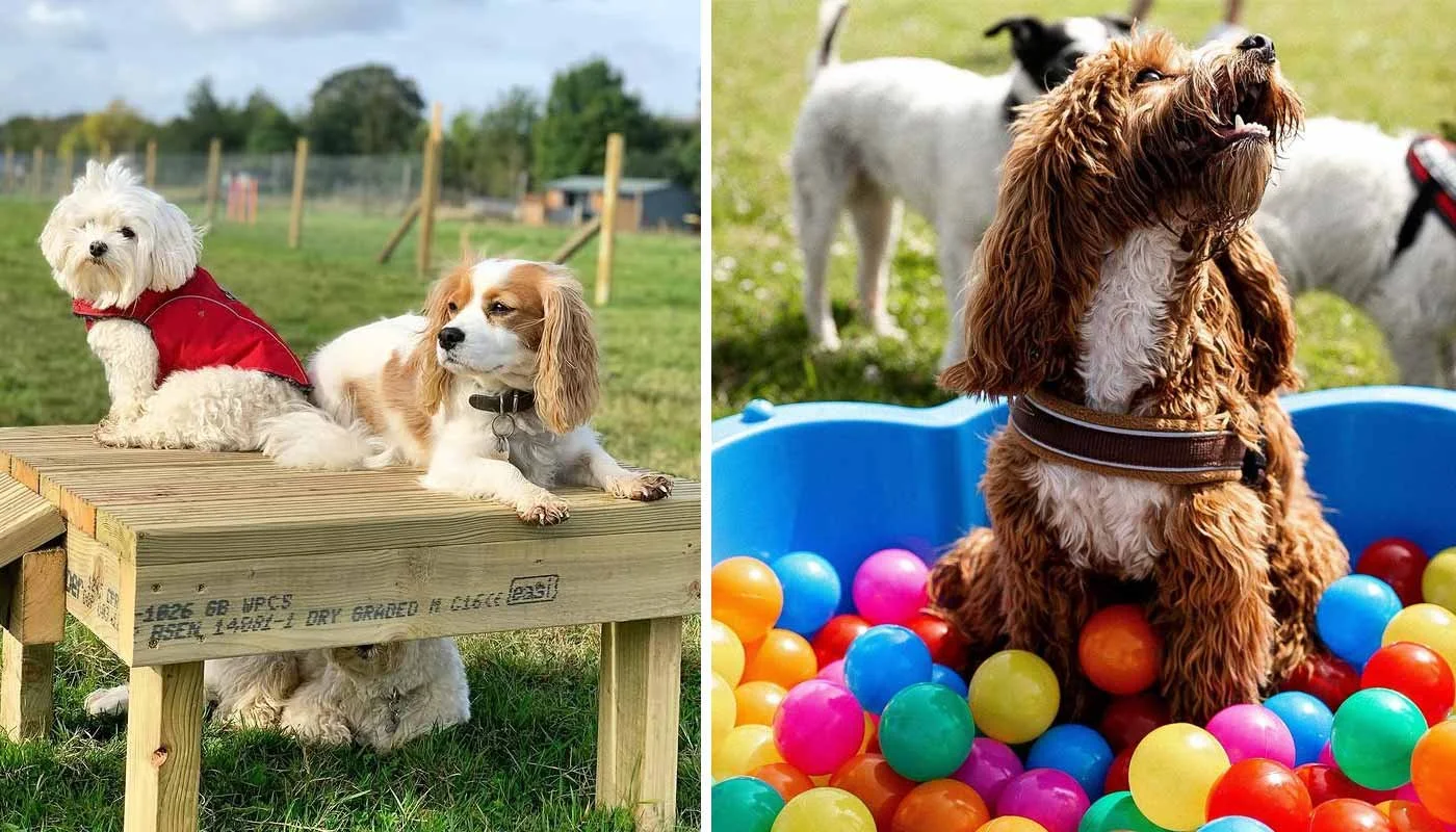 Dogs relaxing and playing in a safe doggy day care environment