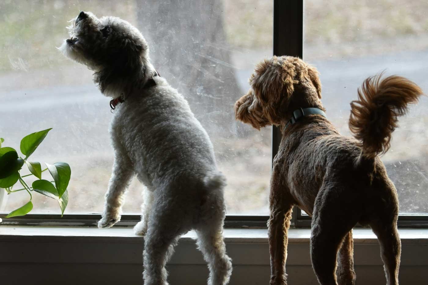 Two small dogs excitedly looking out of a window at home
