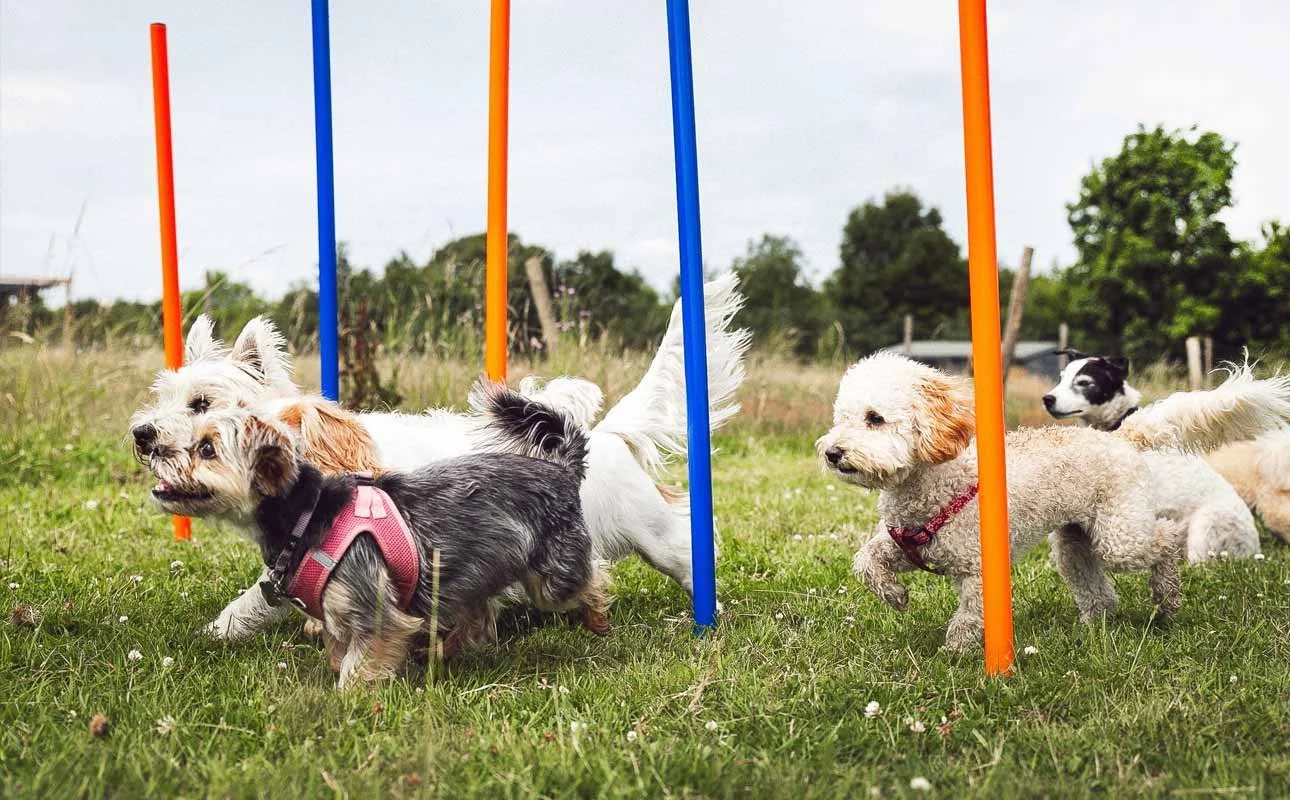 Choosing the right care for your dog - doggy day care vs dog walking