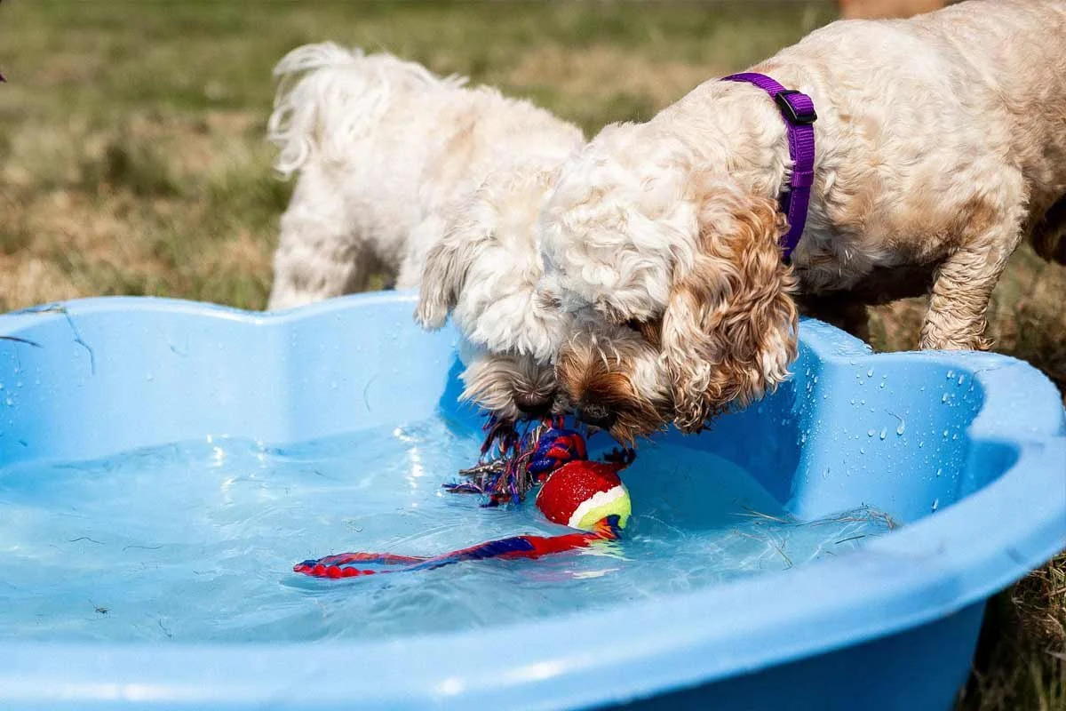 Two small dogs playing with a toy in a paddling pool at doggy day care