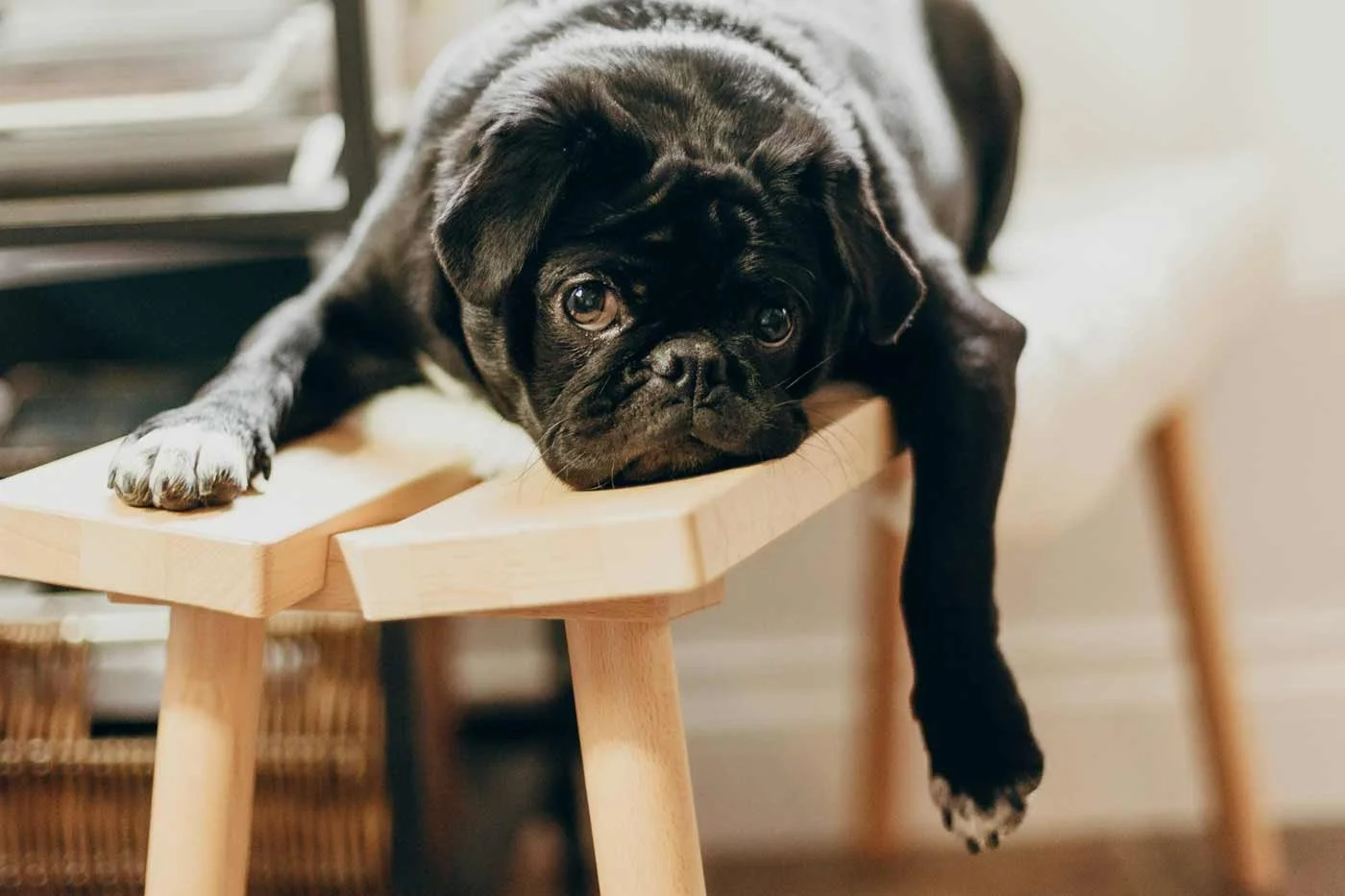 Black pug lying on a stool at home waiting for his next walk