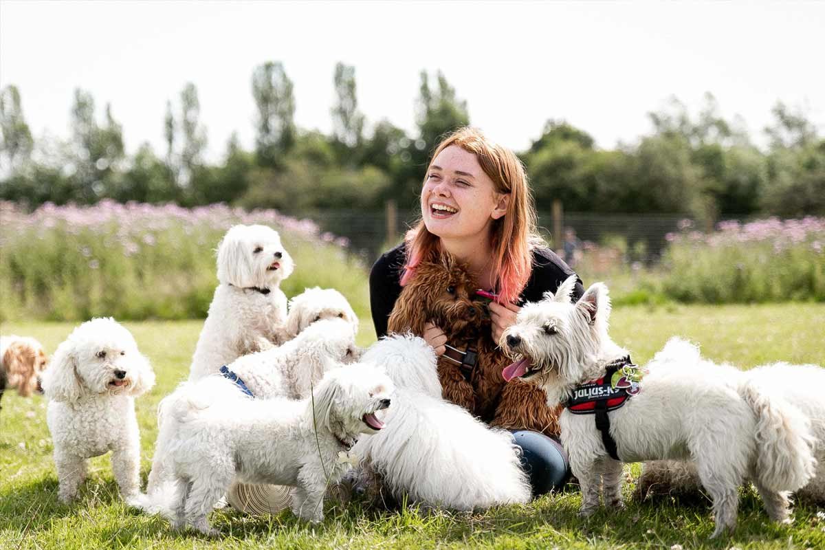 MBFKC carer laughing with a group of small dogs including Bichon Frisé, Cavapoo and West Highland Terrier at doggy day care