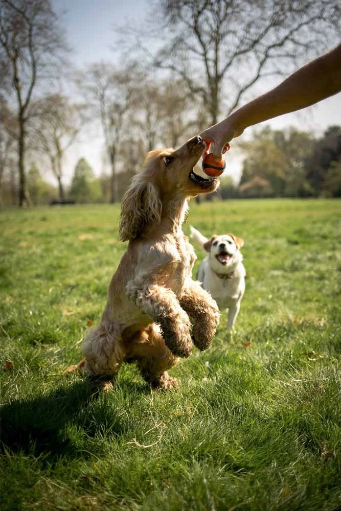 Dog jumping to catch a ball during play in a London park