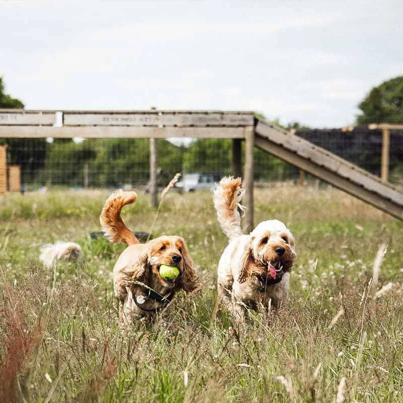 Doggy day care areas we cover