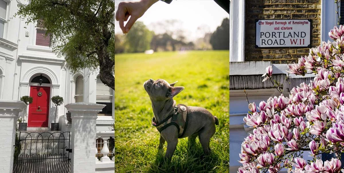 Living with a Dog in Chelsea