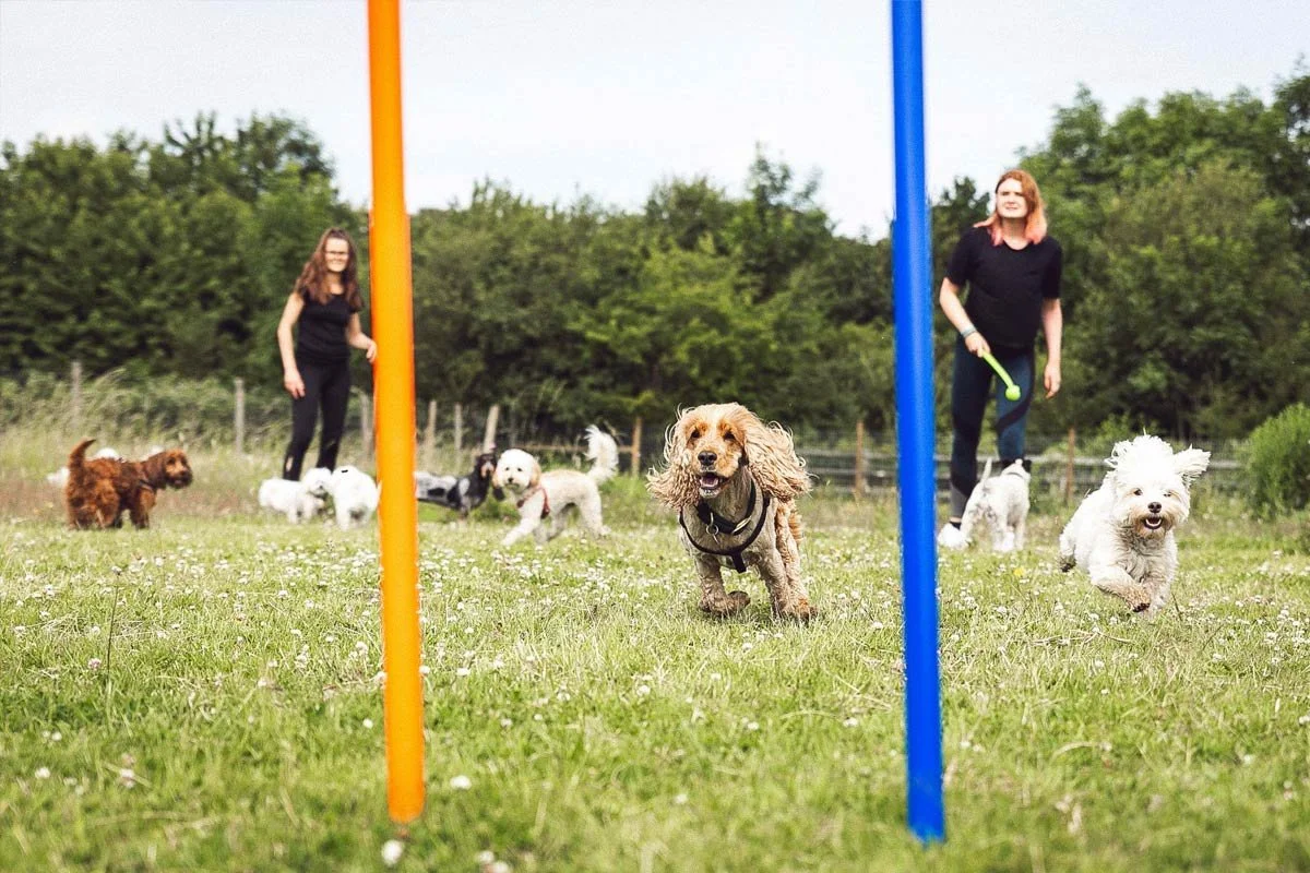 Small dogs playing together outdoors under supervision at doggy day care
