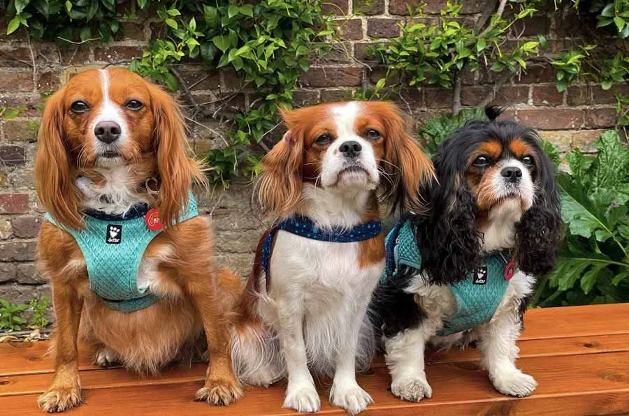 Three small dogs sitting together at a cafe in Kensington