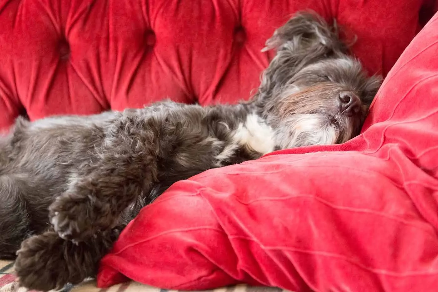 dog getting warm and cozy