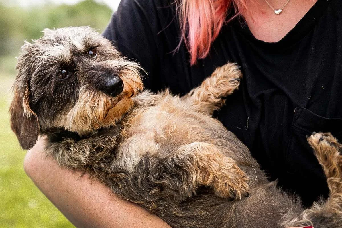 Small dog getting cuddles from a member of staff at doggy day care