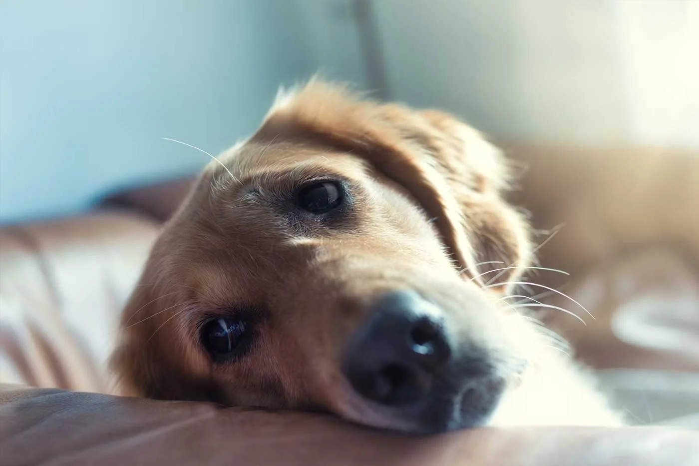 Worried-looking dog resting its head on a sofa at home