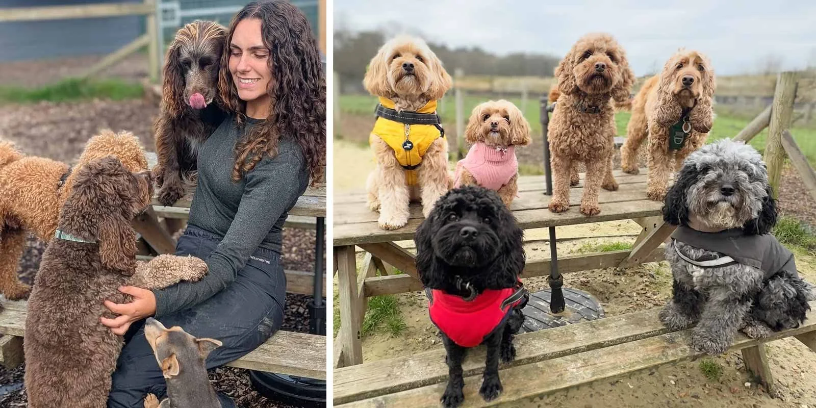 What doggy day care offers dogs