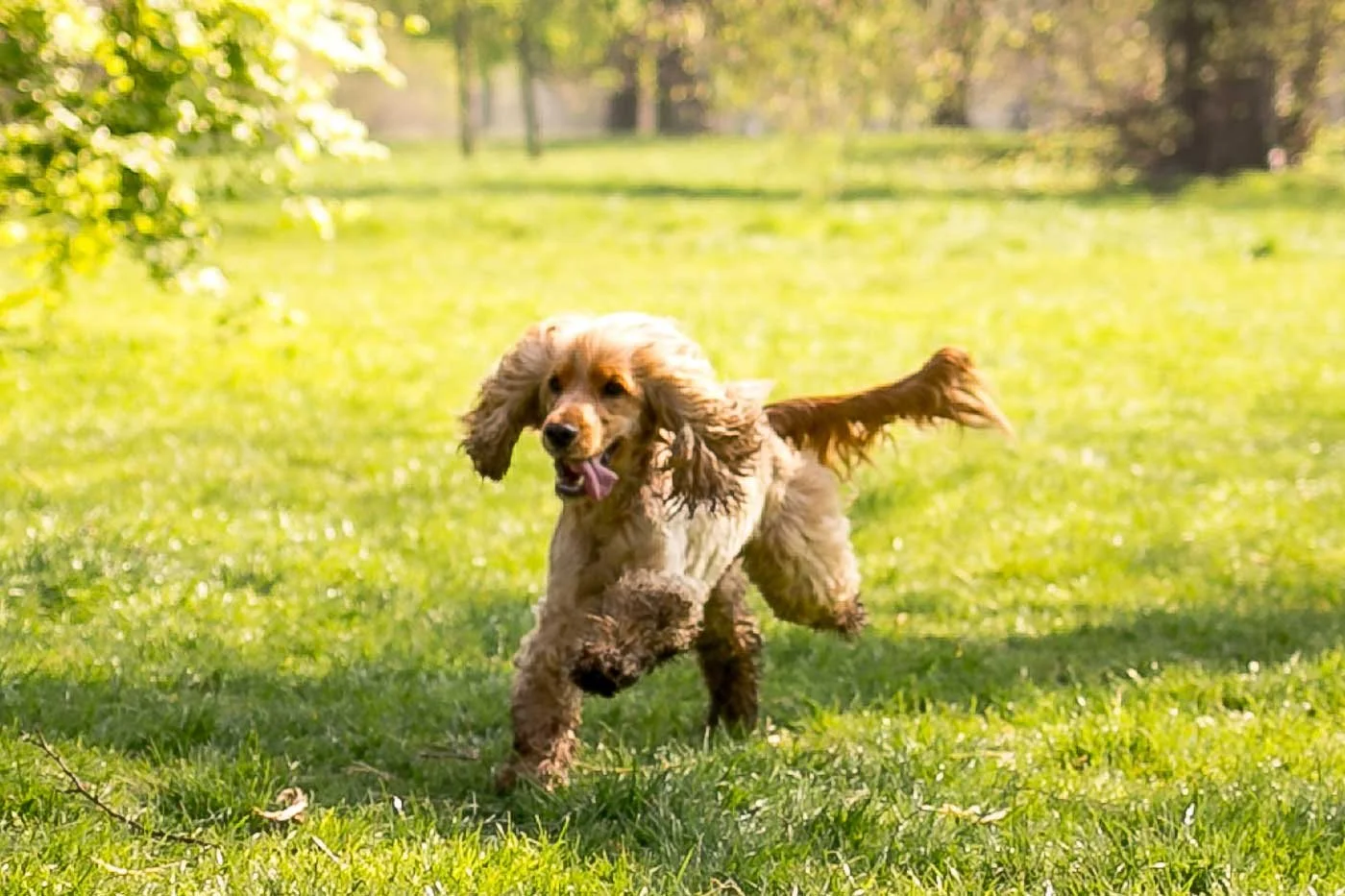 dog running and having fun