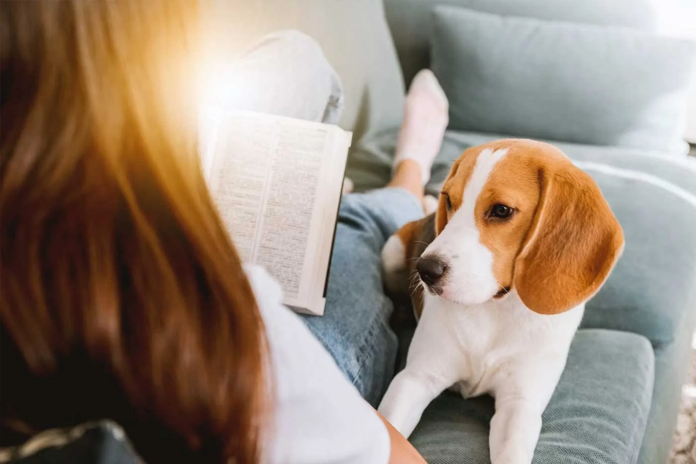 Beagle seeking attention from its owner while sitting together on the sofa