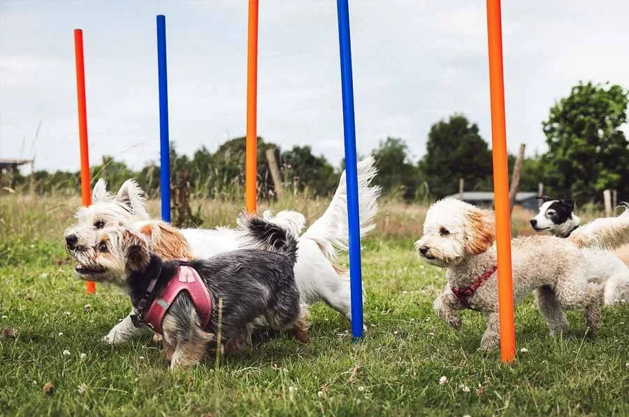 Doggy day care London