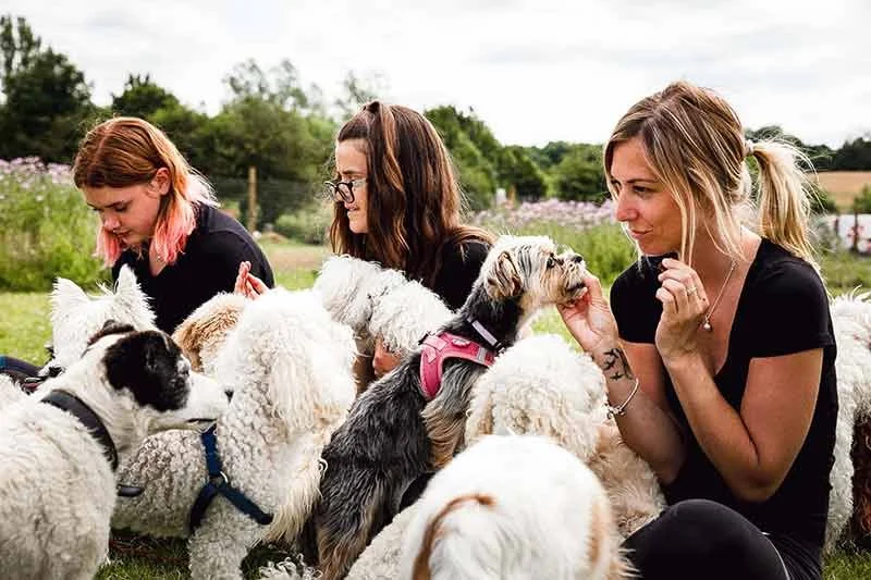 Doggy Day Care Team