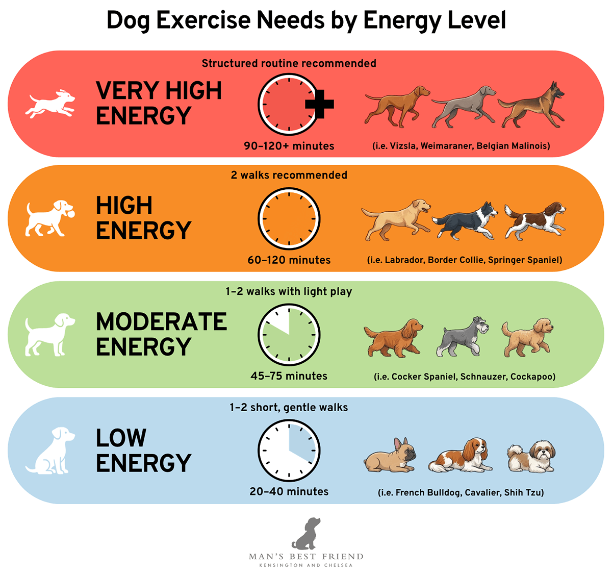 How often should a dog be walked? Dog exercise needs by energy level with daily walking times for low, moderate, high and very high energy dogs.