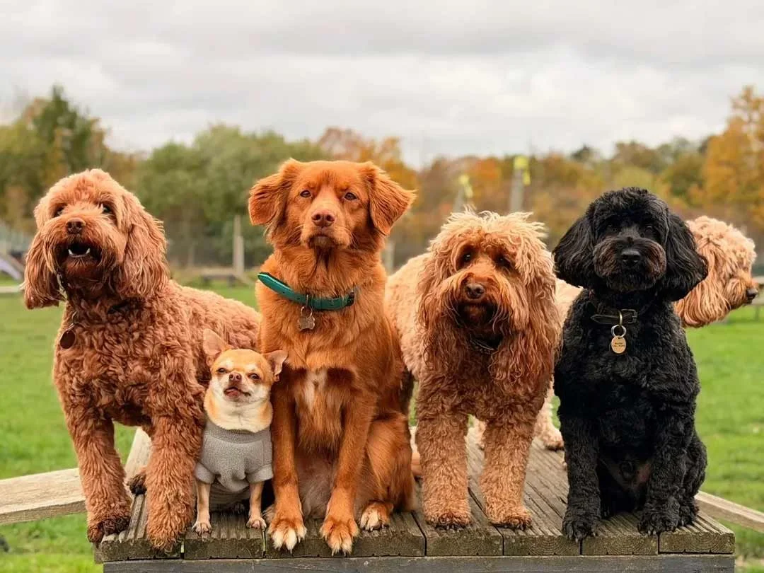 Small dogs of different breeds interacting together during doggy day care socialisation