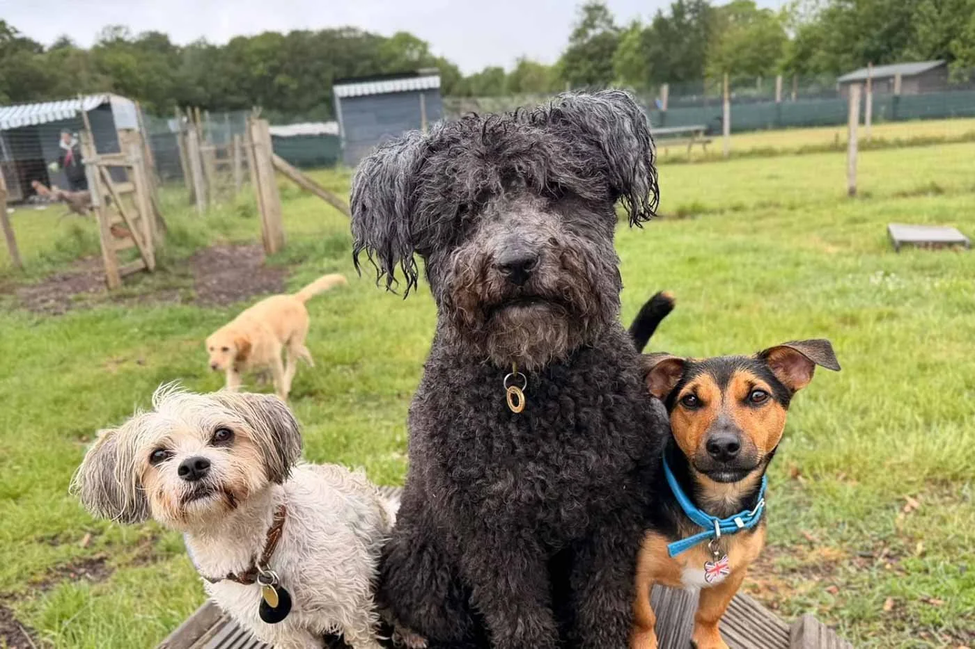 Three small dogs sitting together at Man’s Best Friend countryside doggy day care