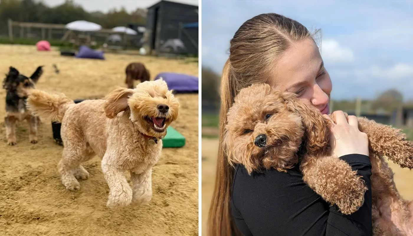 What enjoyment looks like for dogs