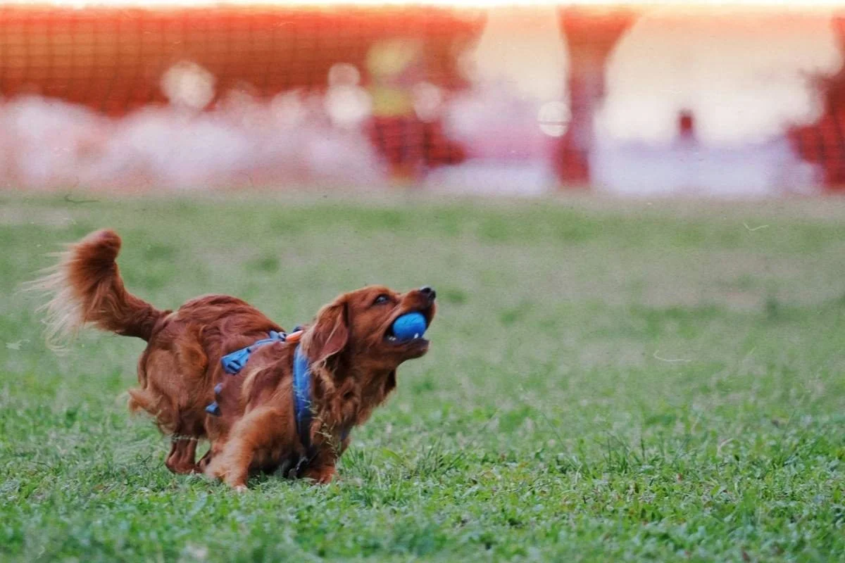 An active dog enjoying exercise, enrichment and rest as part of a balanced routine