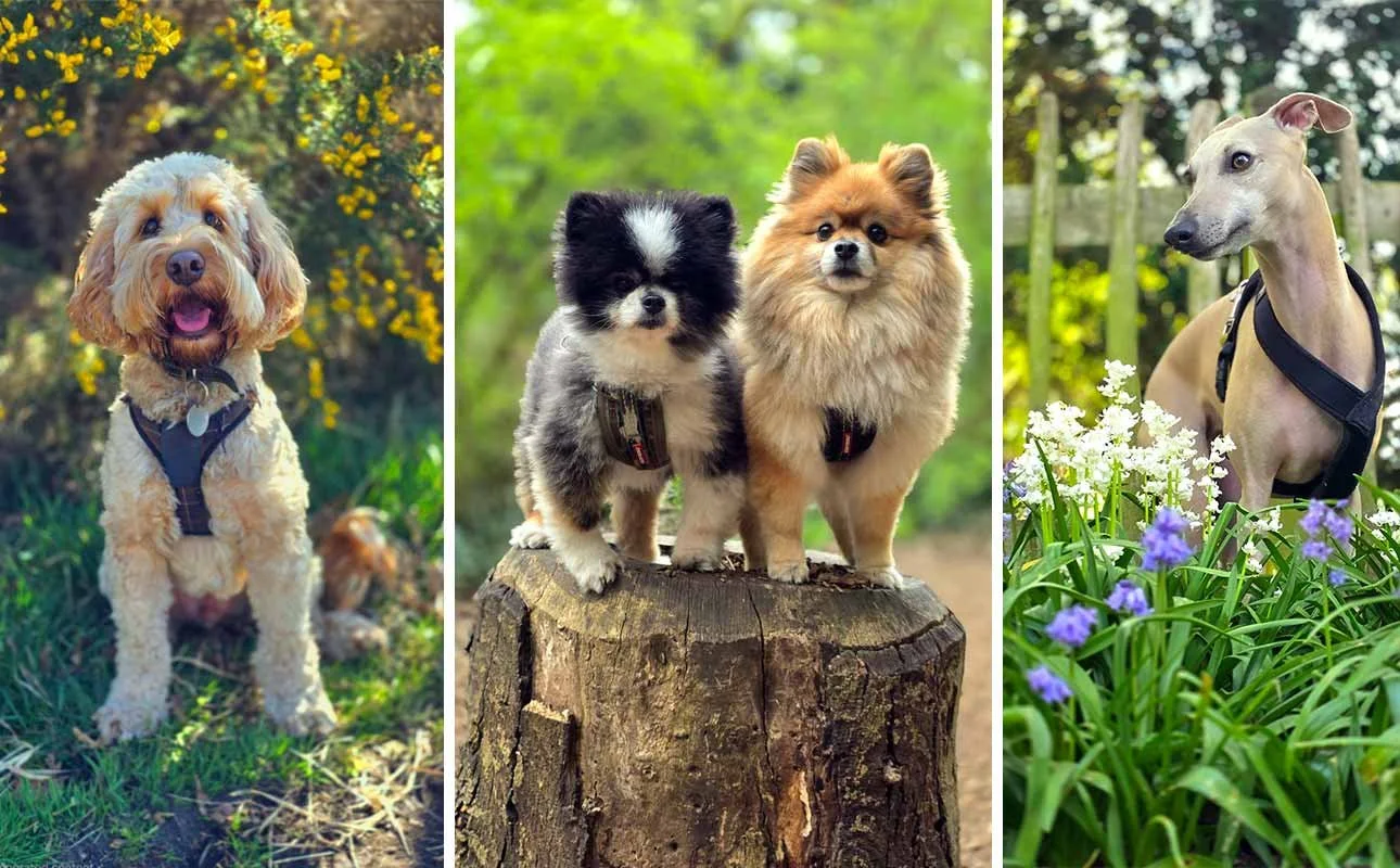 What dog walking offers dogs