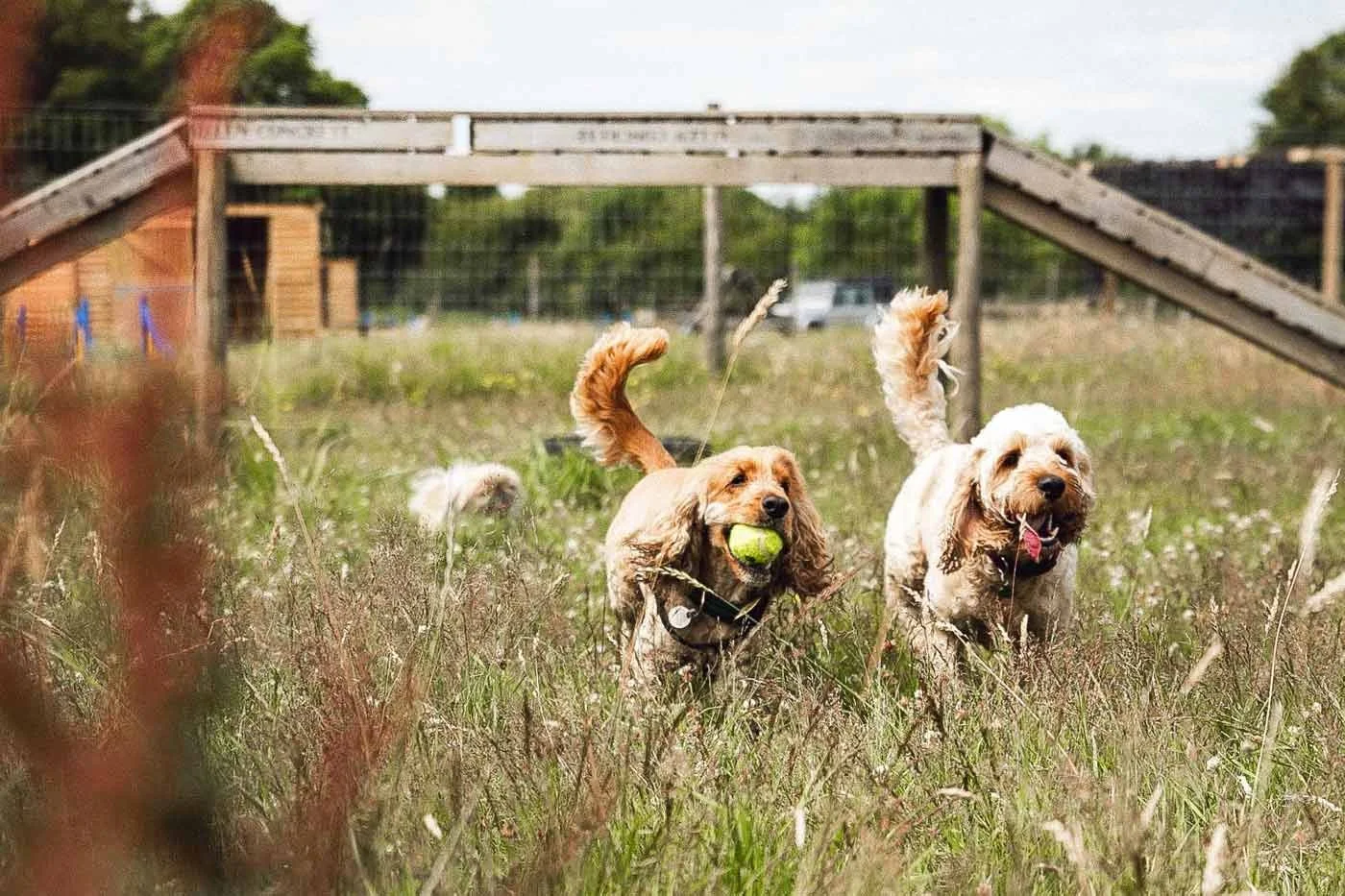 dogs playing at day care