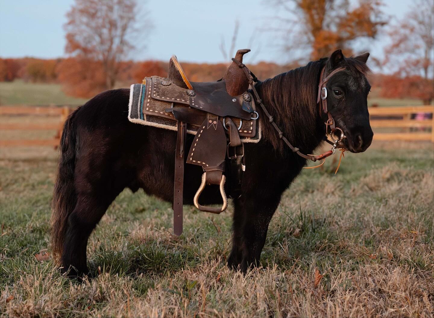 It&rsquo;s the perfect time to check off your kids&rsquo; (or grandkids&rsquo;) Christmas list!🎅🏼😉
 Pesos and Blackjack are two incredible ponies that we&rsquo;ve had so much fun with this fall. From trail rides to drives down the road, our kids h