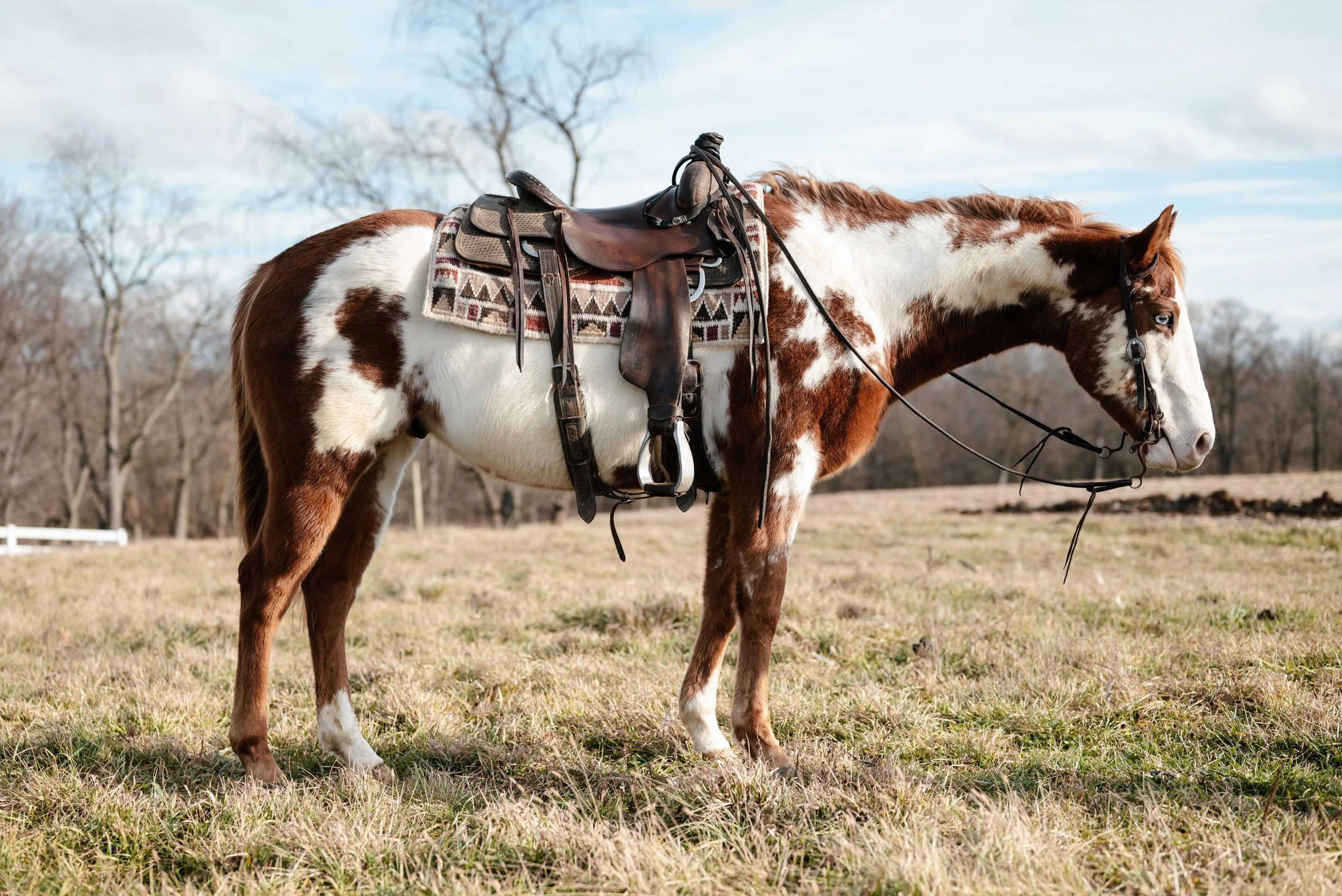 Daniel Tiger - Watch Video!