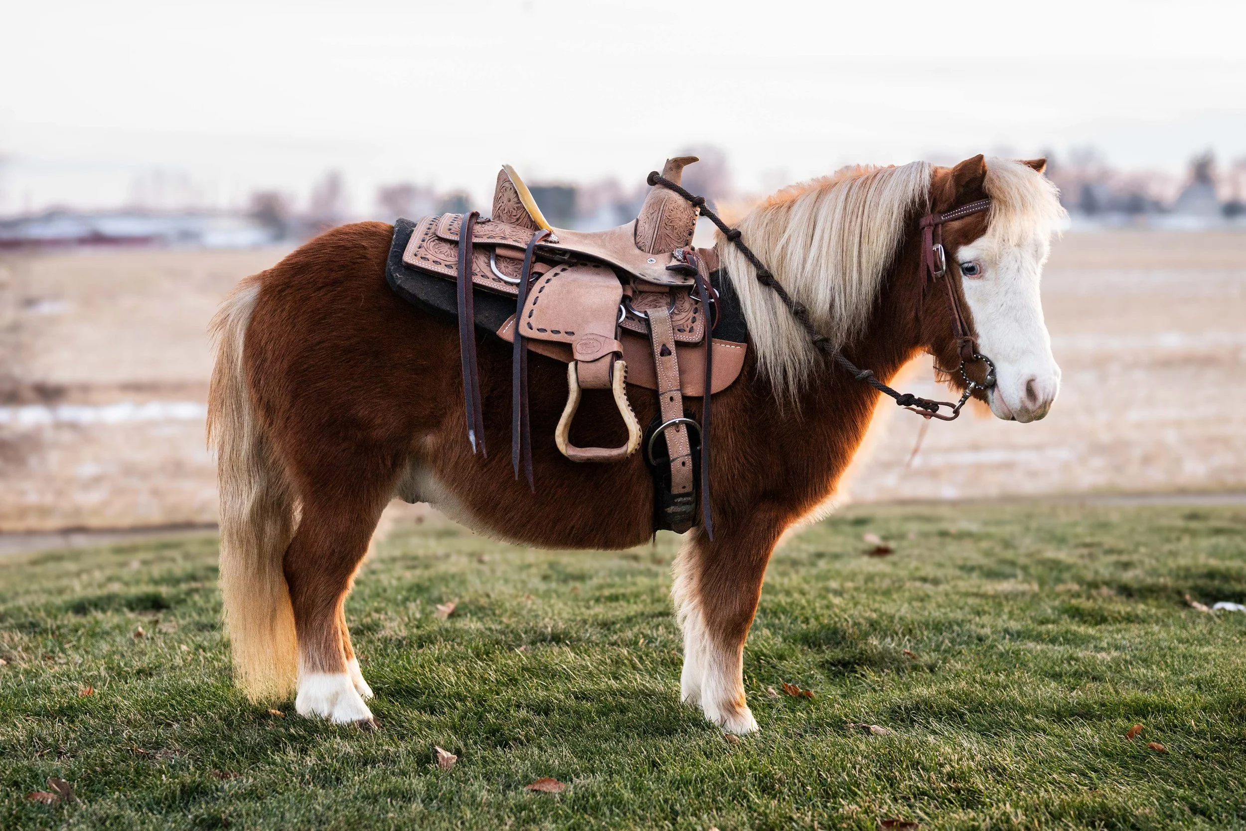 Spanky - Coming soon! 