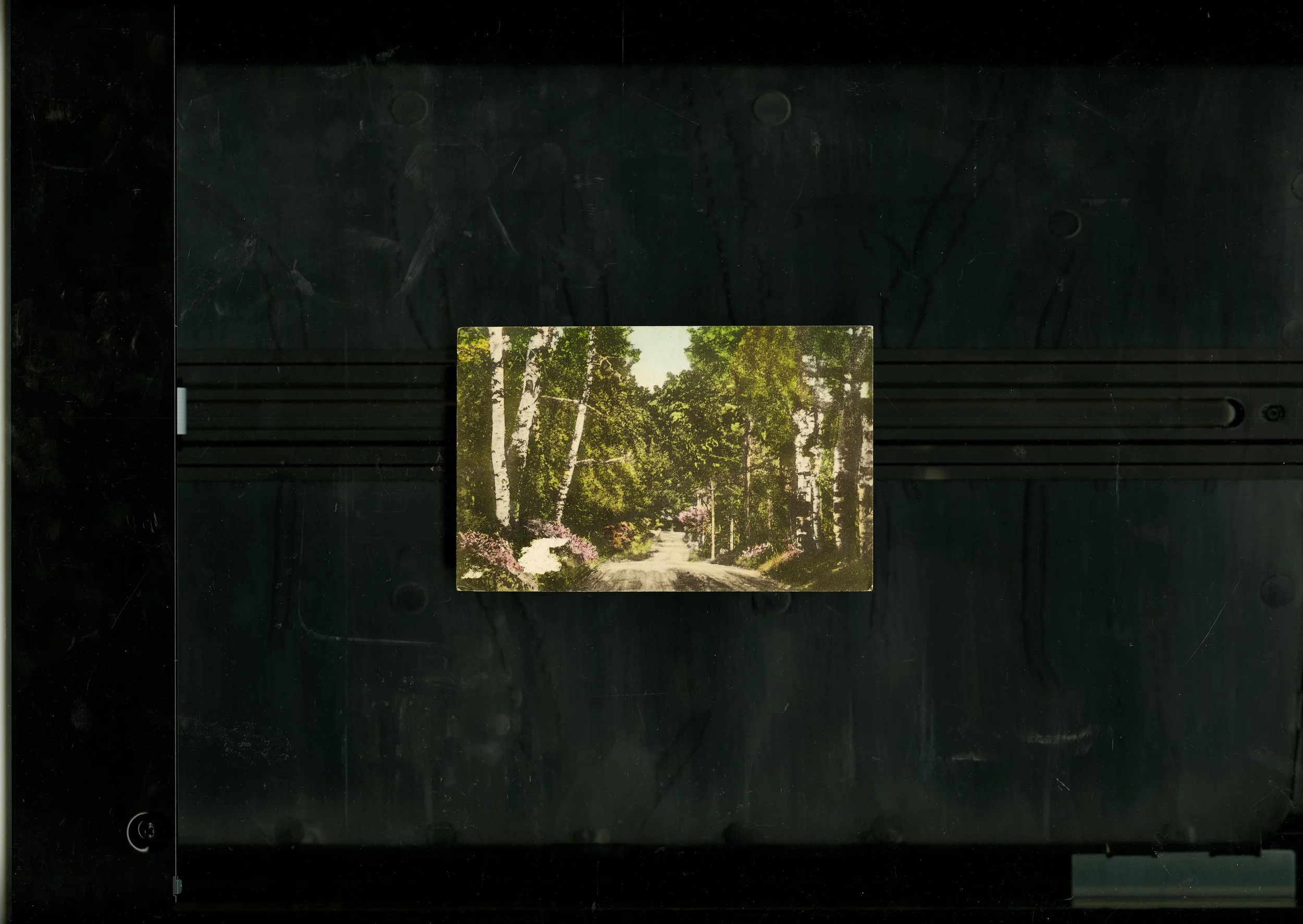 SCANNERFORESTPOSTCARD.jpg