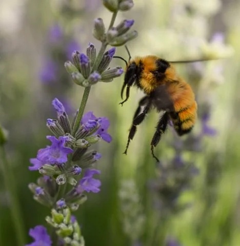Bumble Bee in Flight 30June2020.jpg