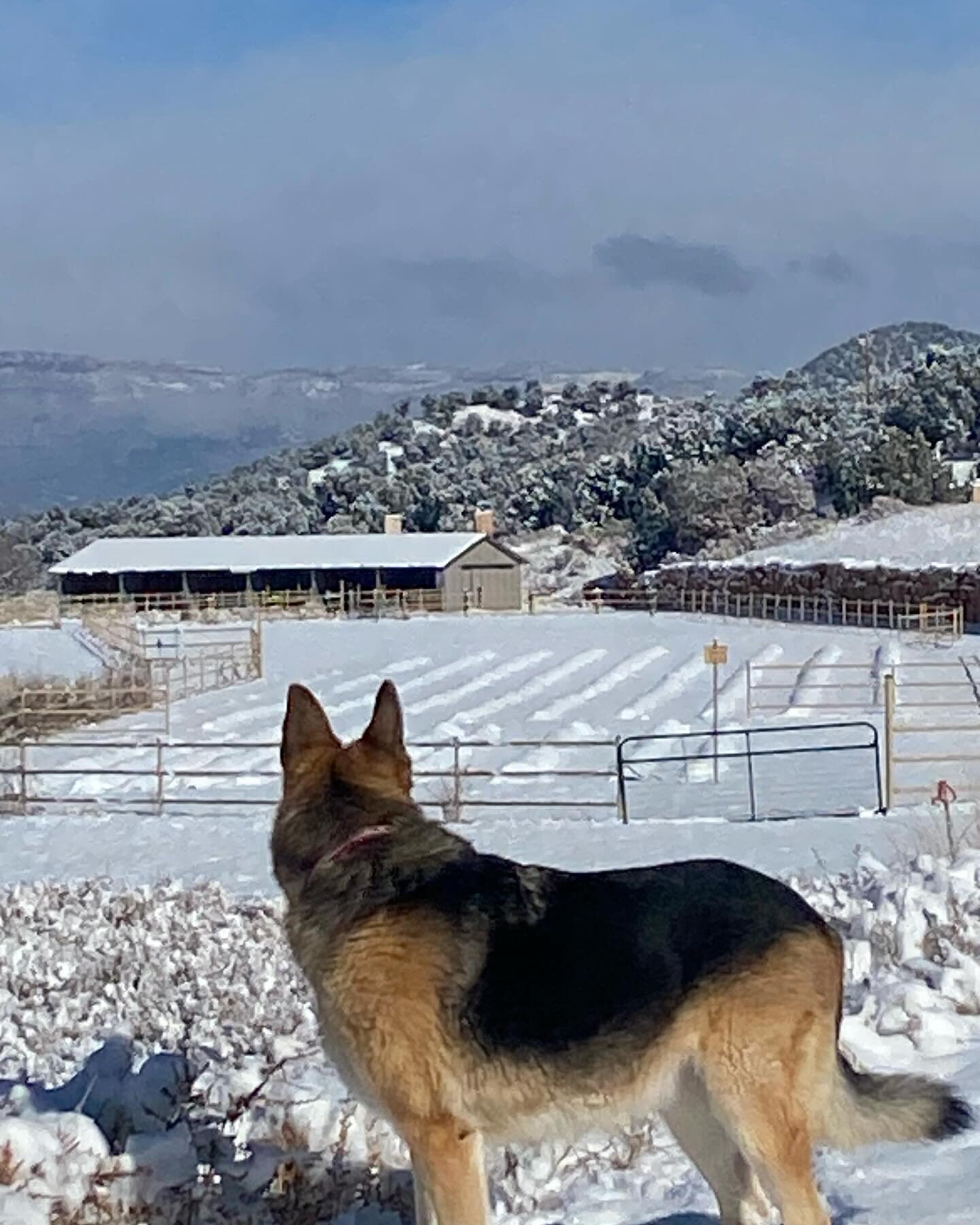 Frost blankets are on and Leia, our German Shepherd, scouts the fields this beautiful, snowy morning. A perfect day to embrace the beginning of the Christmas season and visit the Christmas Boutique in Howard, CO. Local, artisan gifts with complimenta